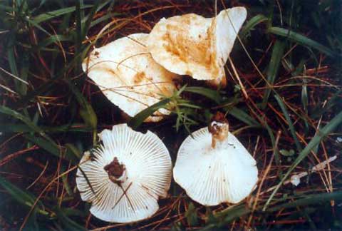 Russula delica var. dobremezii