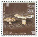 Russula kathmanduensis stamp