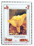 Russula nepalensis stamp